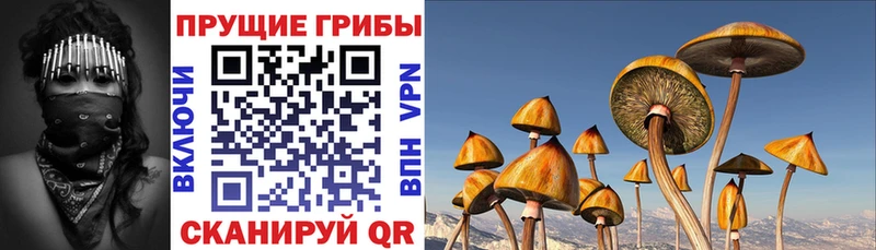 Псилоцибиновые грибы GOLDEN TEACHER  Шенкурск 